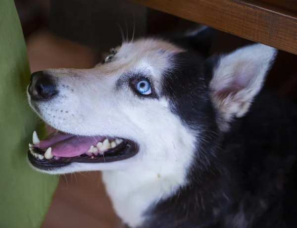 Portrét huskivského psa zblízka — Stock fotografie