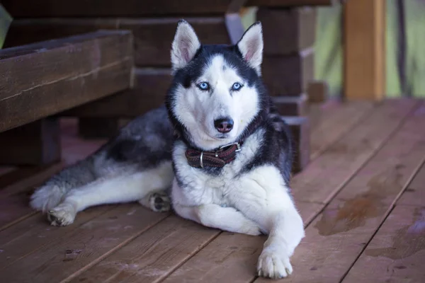 Portrét huskivského psa zblízka — Stock fotografie