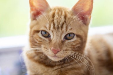 kırmızı kedi yavrusu cins Kuril Bobtail yakın çekim pencere w yatıyor