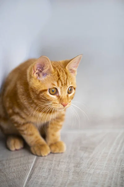 Czerwona kotka rasy Kuril Bobtail zbliżenie — Zdjęcie stockowe