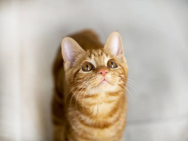 Red kitten breed Kuril Bobtail closeup — Stock Photo, Image