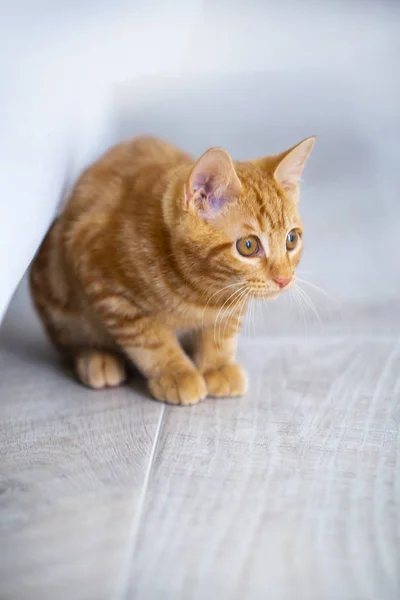 Red kitten breed Kuril Bobtail closeup — Stock Photo, Image