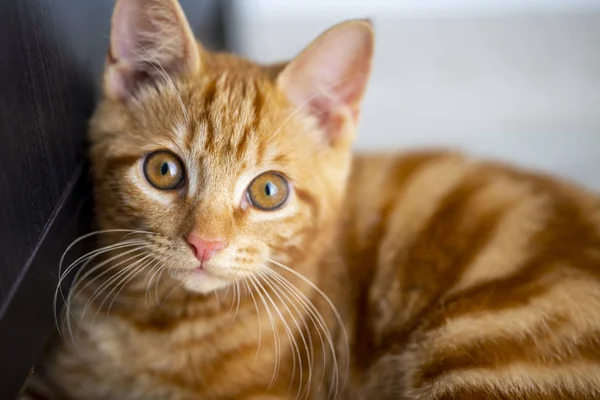 Kırmızı kedi cins Kuril Bobtail closeup — Stok fotoğraf