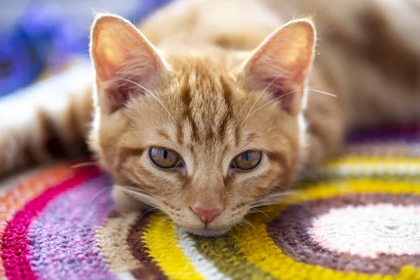 Red kitten breed Kuril Bobtail close-up lies on the windowsill w — Stock Photo, Image