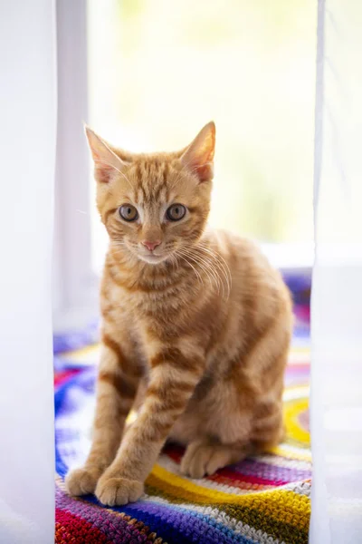 Red kitten breed Kuril Bobtail close-up lies on the windowsill w — Stock Photo, Image