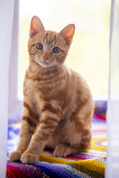 Red kitten breed Kuril Bobtail close-up lies on the windowsill w — Stock Photo, Image