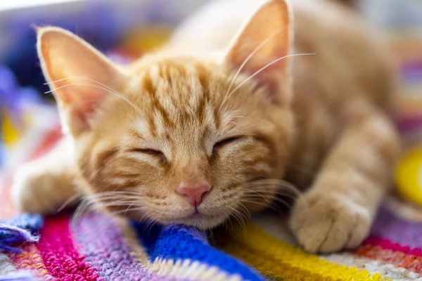 红色小猫品种千里鲍勃尾特写躺在窗台上 w — 图库照片