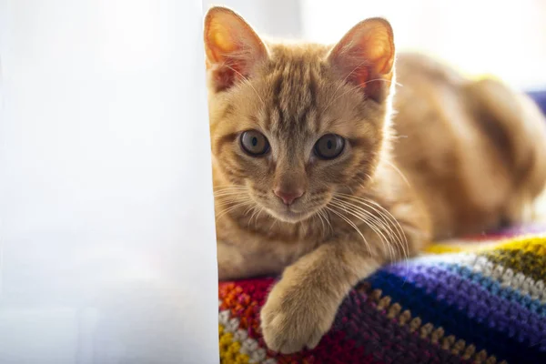 Red kitten breed Kuril Bobtail close-up lies on the windowsill w — Stock Photo, Image