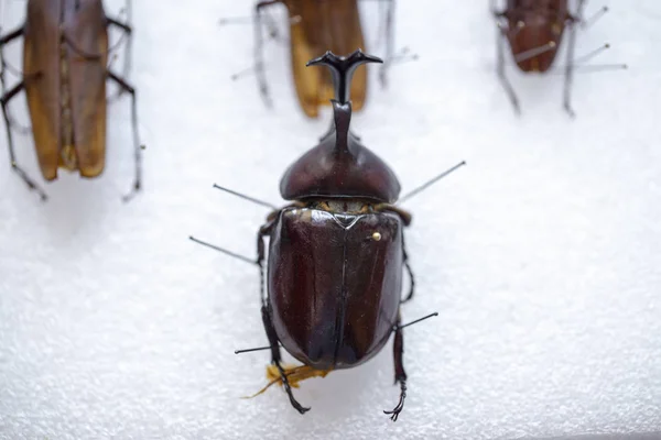 large tropical beetles to study entomofauna. science entomology