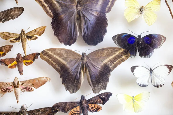 Entomología. colección de mariposas tropicales para estudiar ciencias —  Fotos de Stock