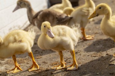 çiftlik hayvanları üzerinde kümes hayvanı bahçesinde küçük ördek yavruları