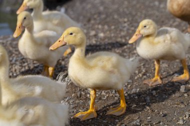 ördek çiftliğinde yetişen ördek yavruları banyo ve yemek yemek