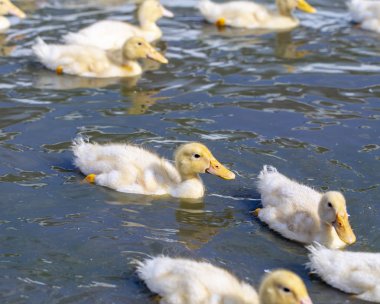 ördek çiftliğinde yetişen ördek yavruları banyo ve yemek yemek