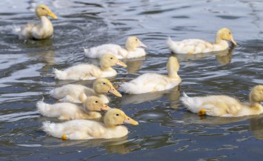 ördek çiftliğinde yetişen ördek yavruları banyo ve yemek yemek
