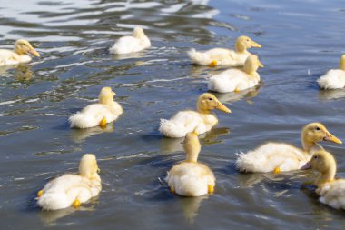 ördek çiftliğinde yetişen ördek yavruları banyo ve yemek yemek