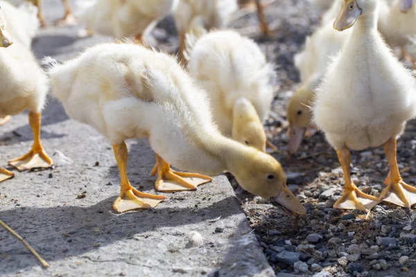 Pequenos patinhos no quintal de aves de capoeira nos animais de exploração — Fotografia de Stock