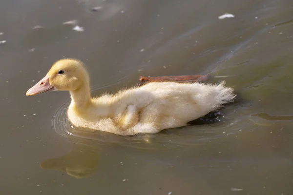 Canetons dans une ferme de canards se baigner et manger de la nourriture — Photo