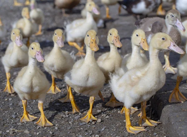 Duckliny na kachní farmě koupat a jíst jídlo — Stock fotografie