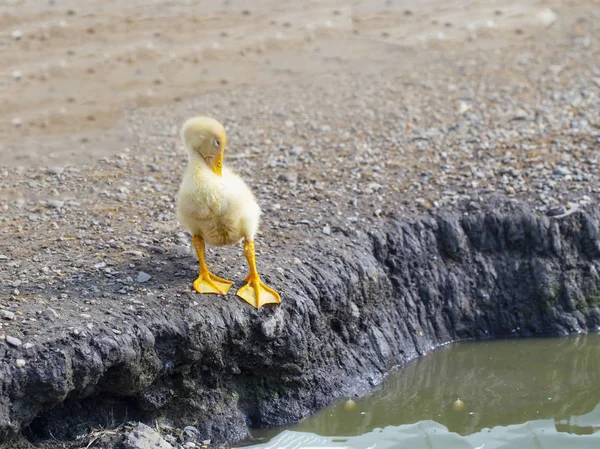 在养鸭场里长大的小鸭洗澡吃食物 — 图库照片