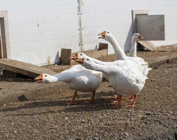 Patinhos cultivados em uma fazenda de pato tomar banho e comer alimentos — Fotografia de Stock