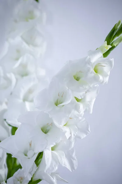 Ramo de gladiolo blanco en un jarrón — Foto de Stock