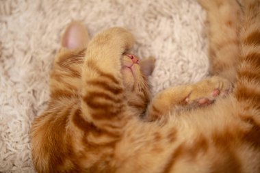 kırmızı kedi Bobtail halı üzerinde uyku