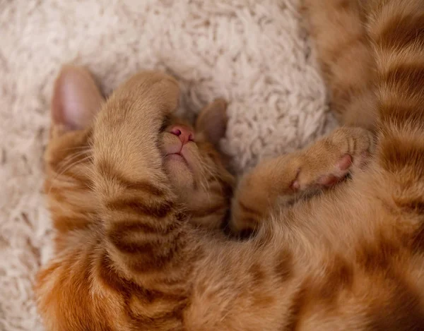 kırmızı kedi Bobtail halı üzerinde uyku