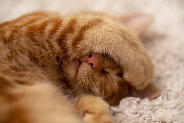 Rode kitten Bobtail slapen op het tapijt — Stockfoto