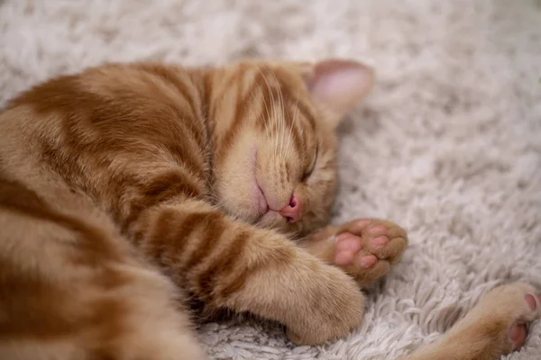 Рыжий котенок бобтейл, спящий на ковре — стоковое фото