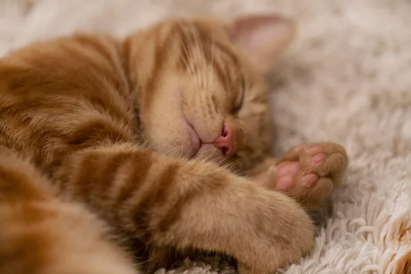 红色小猫鲍勃尾睡在地毯上 — 图库照片