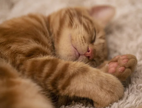 红色小猫鲍勃尾睡在地毯上 — 图库照片