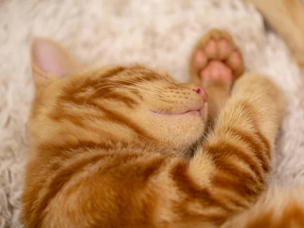 Рыжий котенок бобтейл, спящий на ковре — стоковое фото