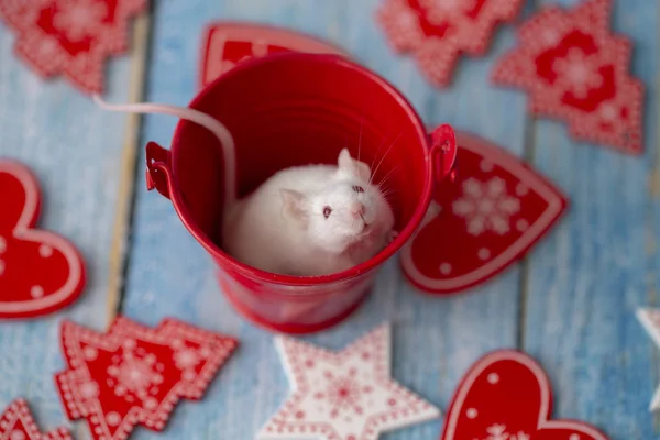 White mouse in the festive attributes of Christmas. Symbol of th — Stock Photo, Image