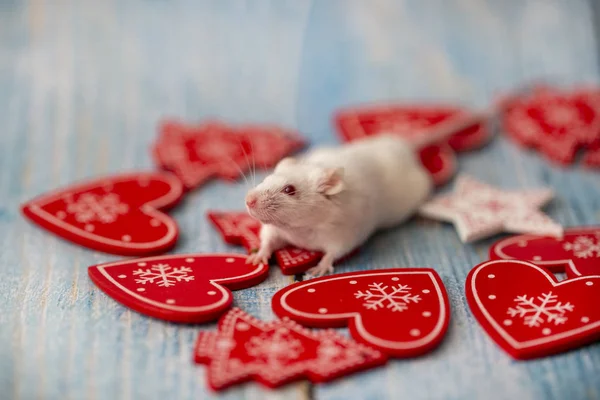 Белая мышь в праздничных атрибутах Рождества. Символ-й — стоковое фото