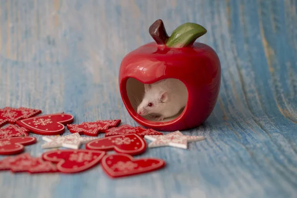 White mouse sitting in a red ceramic Apple surrounded by Christm — Stock Photo, Image