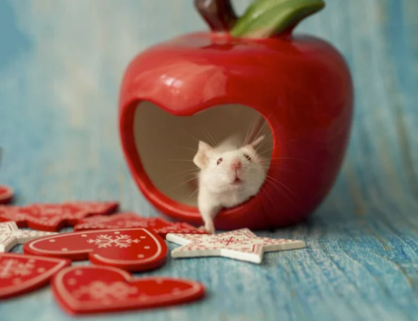 White mouse sitting in a red ceramic Apple surrounded by Christm — Stock Photo, Image