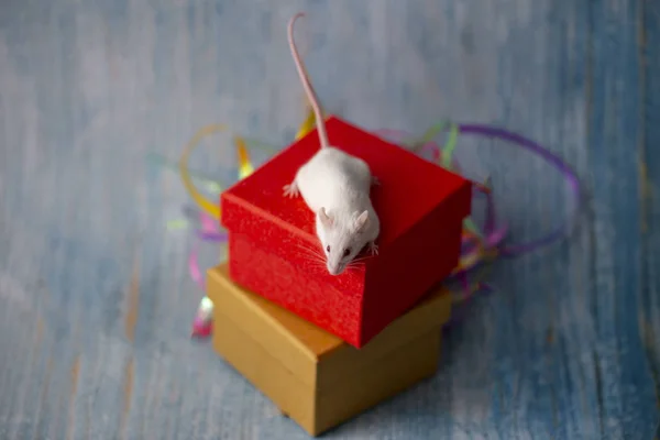 Белая мышь, сидящая на подарочной коробке в окружении рождественских украшений — стоковое фото