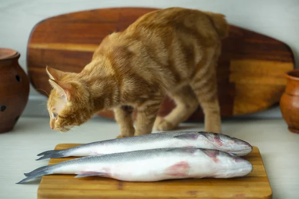 Rotes Kätzchen Spielt Mit Frischem Fisch Auf Dem Küchentisch — Stockfoto