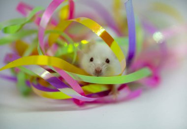 Noel dekor beyaz fare, tinsel, yılın sembolü 2020