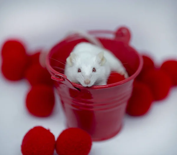 White mouse in new year 's red tinsel decor, symbol of the year 2 — стоковое фото