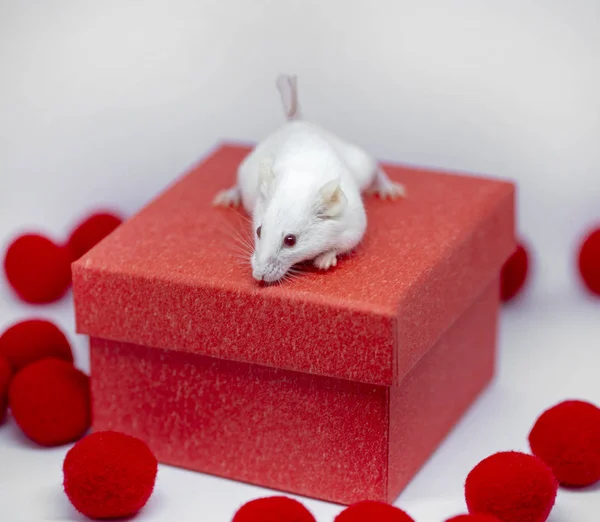 Біла мишка в новорічному червоному декор мішури, символ року 2 — стокове фото