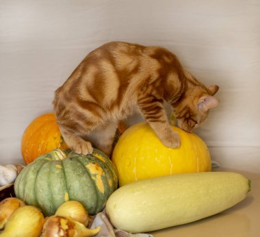 kırmızı kedi kabak sonbahar hasat oturuyor