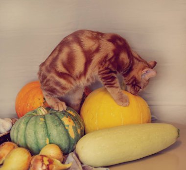 kırmızı kedi kabak sonbahar hasat oturuyor