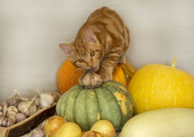kırmızı kedi kabak sonbahar hasat oturuyor