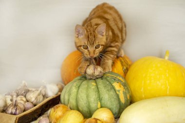 kırmızı kedi kabak sonbahar hasat oturuyor