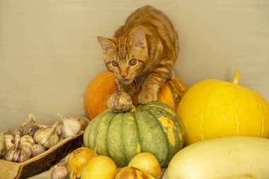kırmızı kedi kabak sonbahar hasat oturuyor