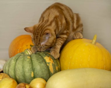 kırmızı kedi kabak sonbahar hasat oturuyor