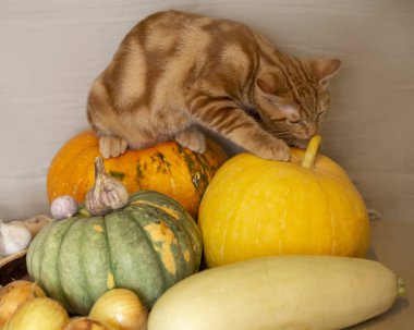 kırmızı kedi kabak sonbahar hasat oturuyor