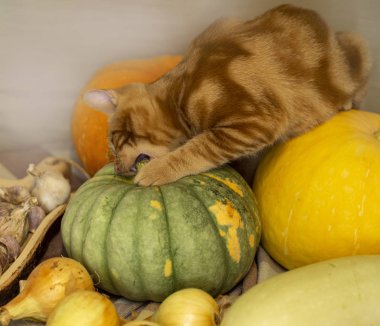 kırmızı kedi kabak sonbahar hasat oturuyor