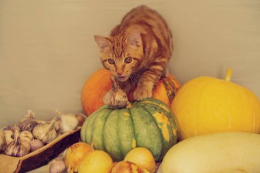 kırmızı kedi kabak sonbahar hasat oturuyor